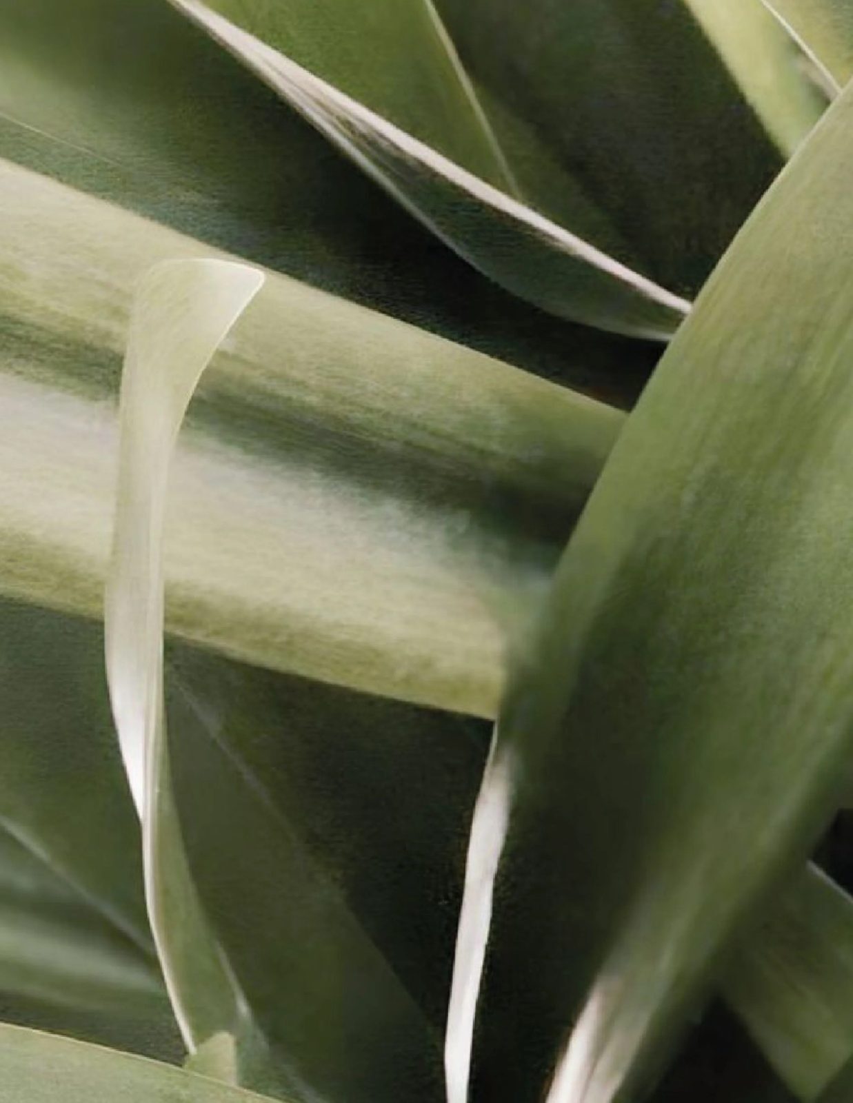 Palm Leylines