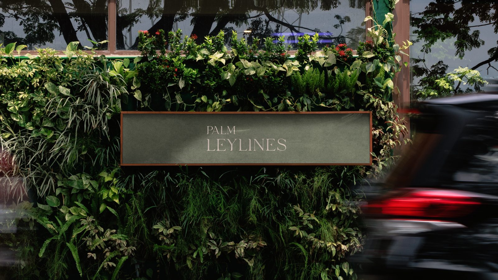 Palm Leylines